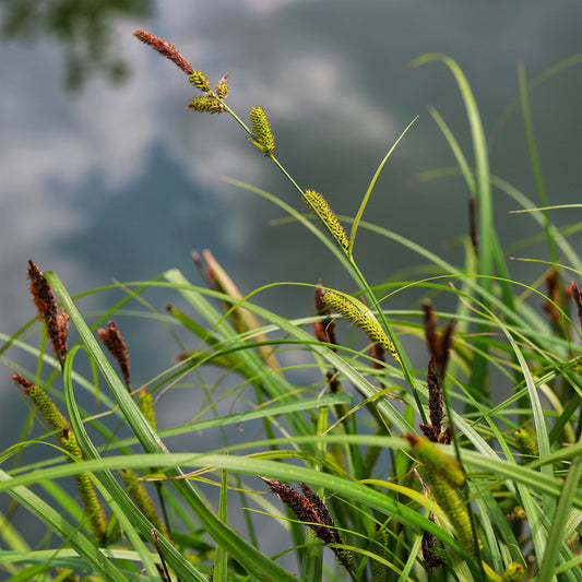 Ufersegge Carex - Bakker