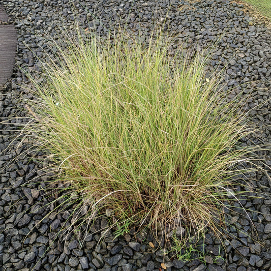 Schwachgekrümmtes Liebesgras - Bakker