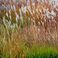 Chinaschilf Dronning Ingrid - Miscanthus sinensis dronning ingrid - Bakker