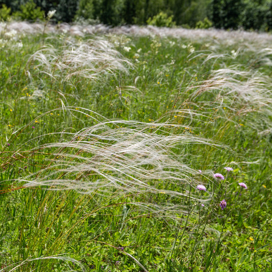 Pracht-Federgras - Bakker