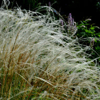 Pracht-Federgras - Stipa pulcherrima - Bakker