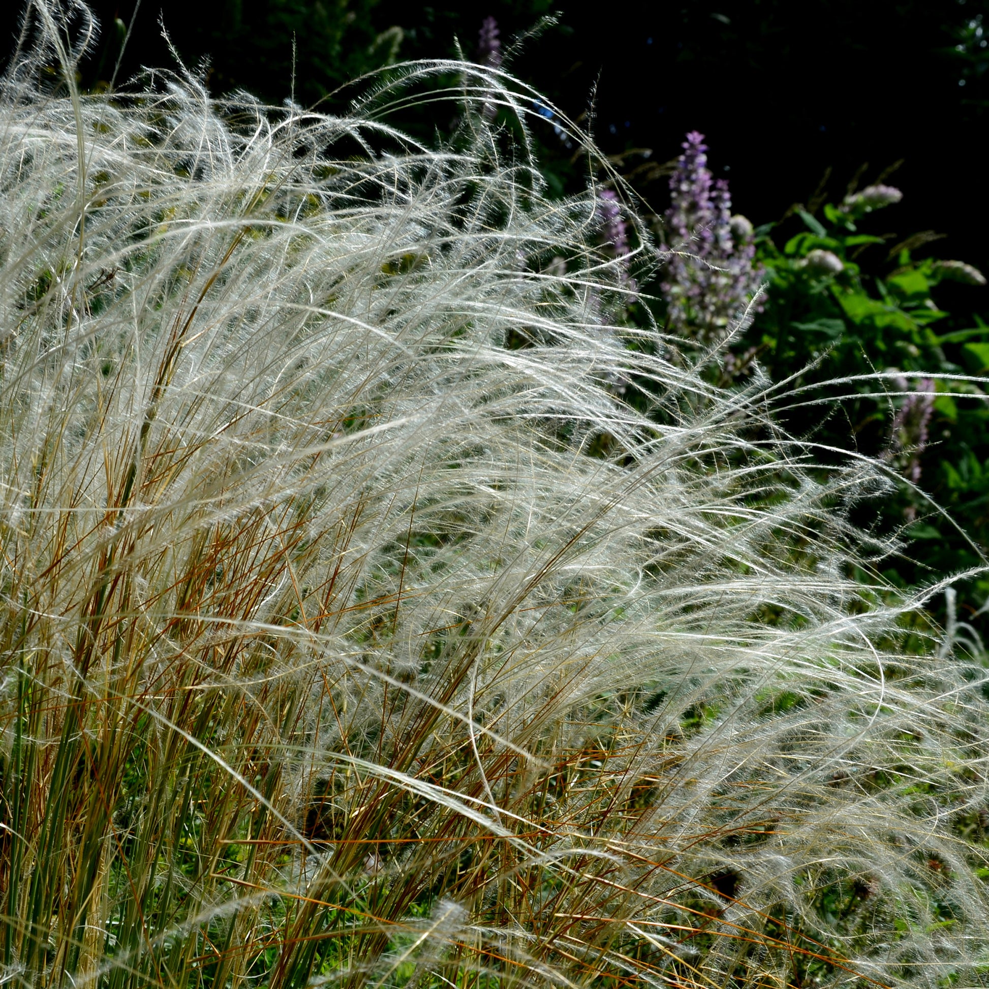 Pracht-Federgras - Stipa pulcherrima - Bakker
