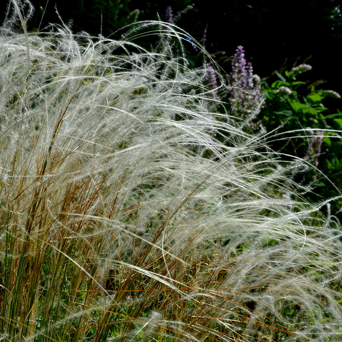 Pracht-Federgras - Stipa pulcherrima - Bakker