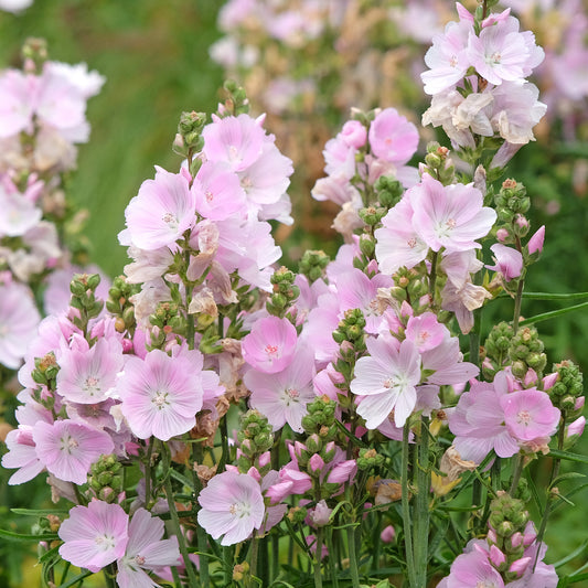 Schmuckmalve Little Princess - Bakker