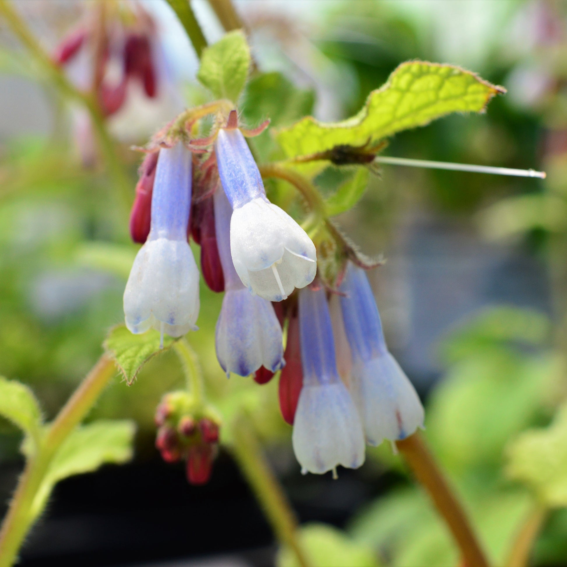 Beinwell Goldsmith - Bakker