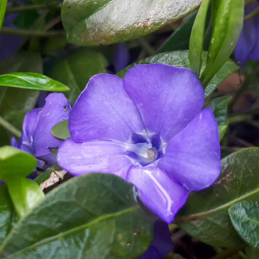 Kleines Immergrün 'Flower Power' - Bakker