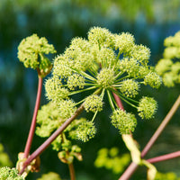 Engelwurz - Angelica archangelica - Bakker