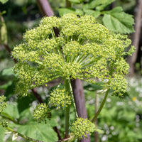 Engelwurz - Bakker