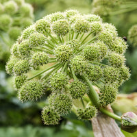 Angelica archangelica - Engelwurz - Stauden