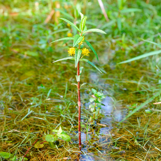 Lysimachia thyrsiflora - Ähriger Gilbweiderich - Felberich