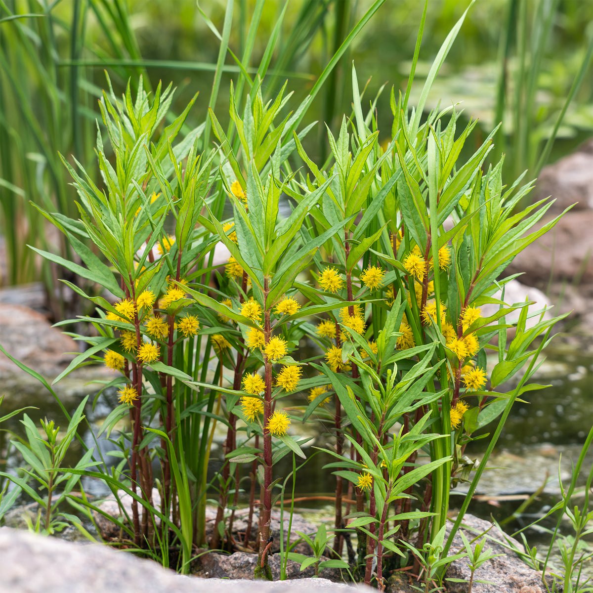 Ähriger Gilbweiderich