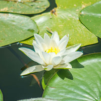Seerose Gladstoniana - Nymphaea gladstoniana - Bakker