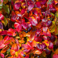 Aronia melanocarpa - Schwarze Apfelbeere - Sträucher