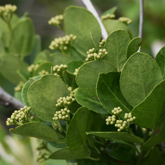 Immergrüne Kriechspindel - Bakker