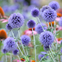 Echinops ritro Veitch's Blue - Azurblaue Kugel Veitchs Blue - Stauden