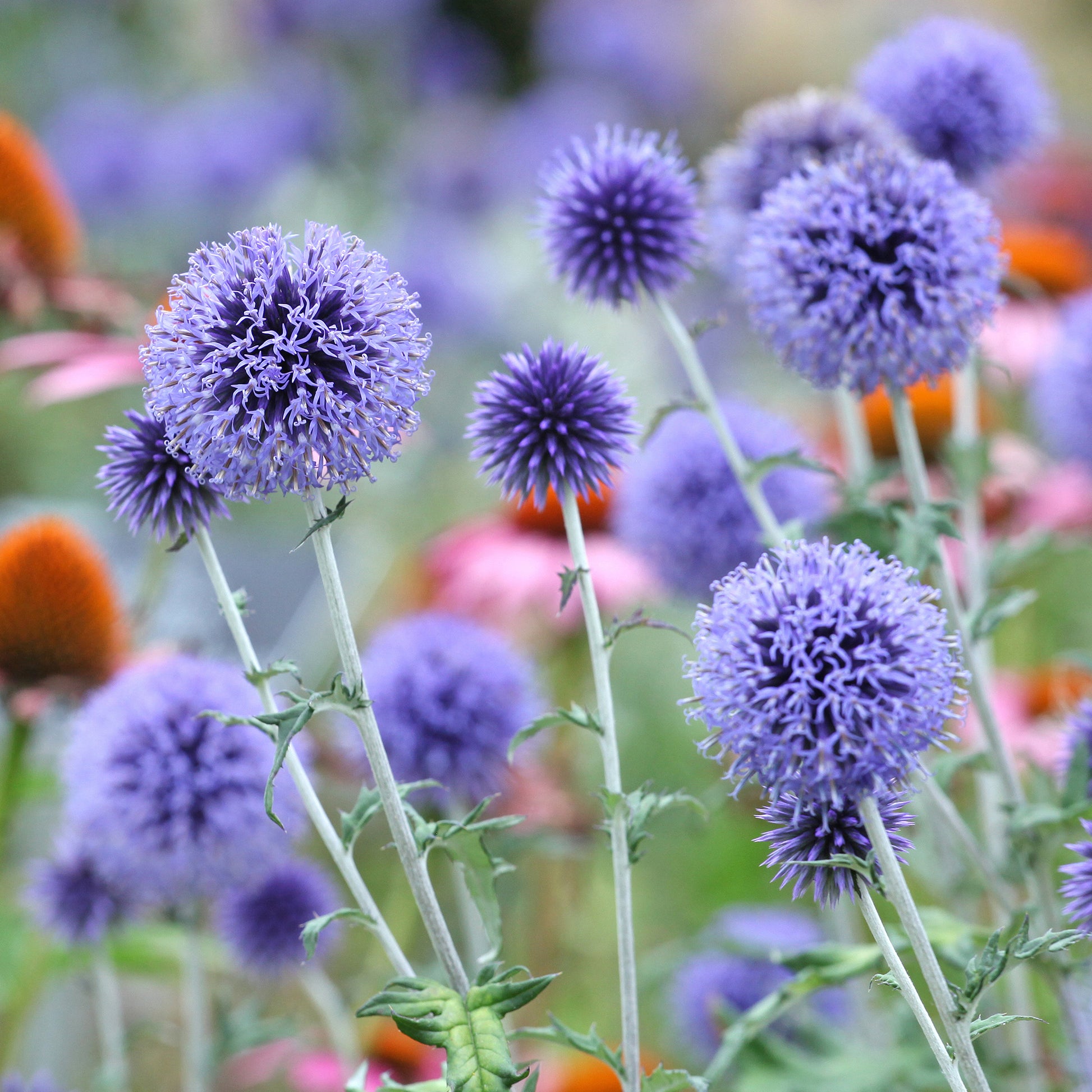 Echinops ritro Veitch's Blue - Azurblaue Kugel Veitchs Blue - Stauden