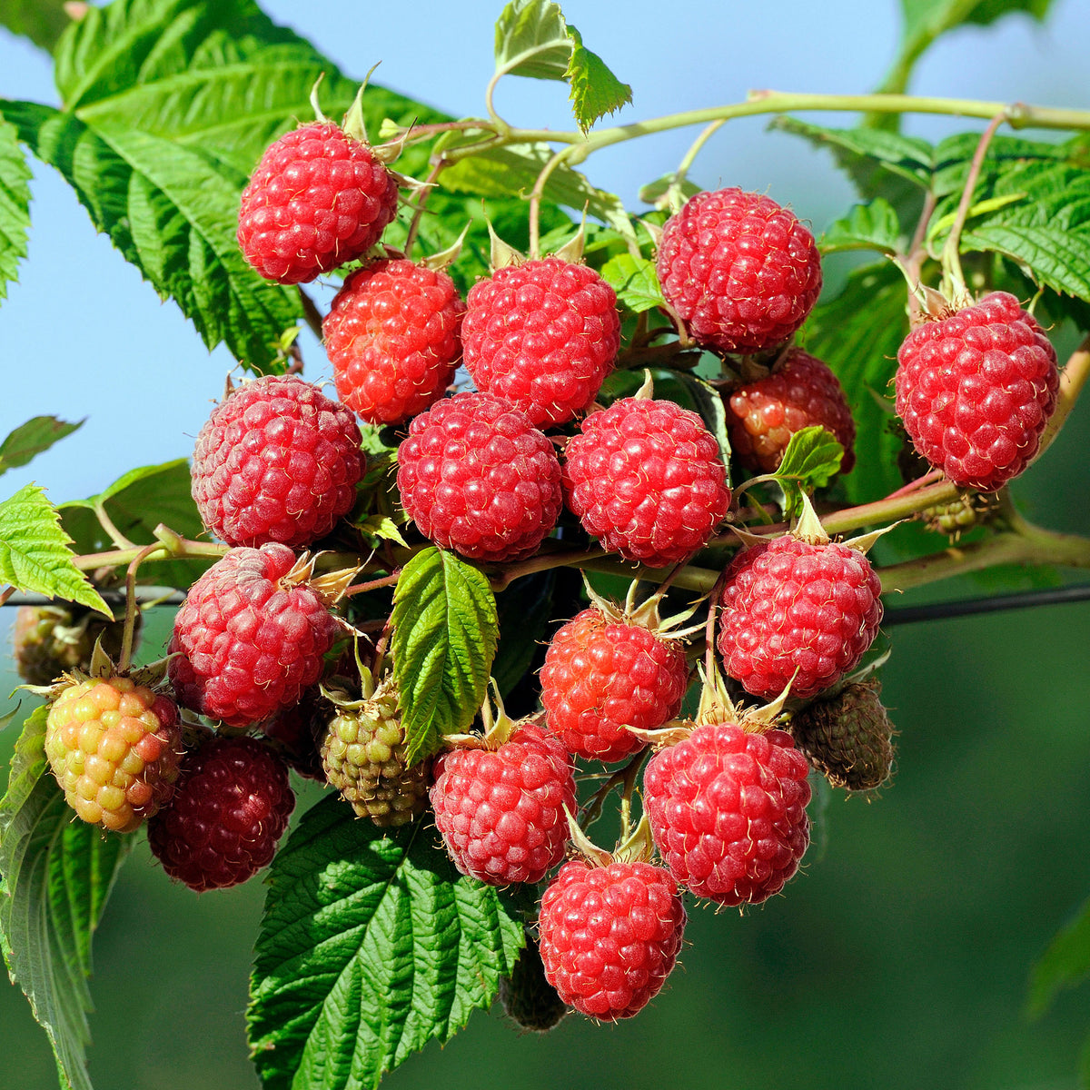 Herbst-Himbeere Autumn First - Bakker