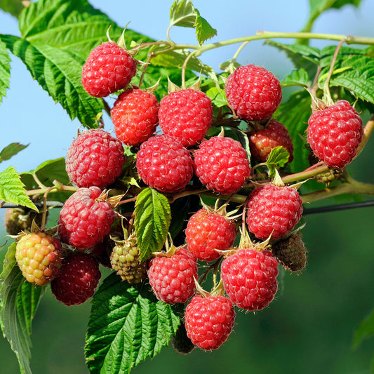 Herbst-Himbeere Autumn First - Bakker
