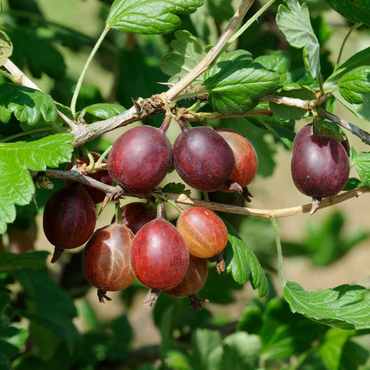 Stachelbeere Captivator - Bakker