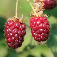 Loganbeere - Rubus loganbes - Obst