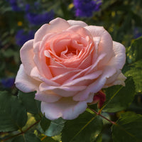 Rose ‘Clair’™ Renaissance® - Bakker