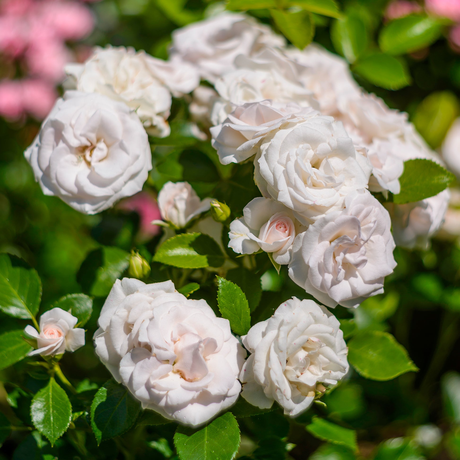 Aspirin Rose ® - Rosa Aspirin Rose ®