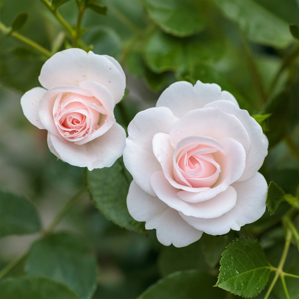 Aspirin Rose ® - Rosa Aspirin Rose ®