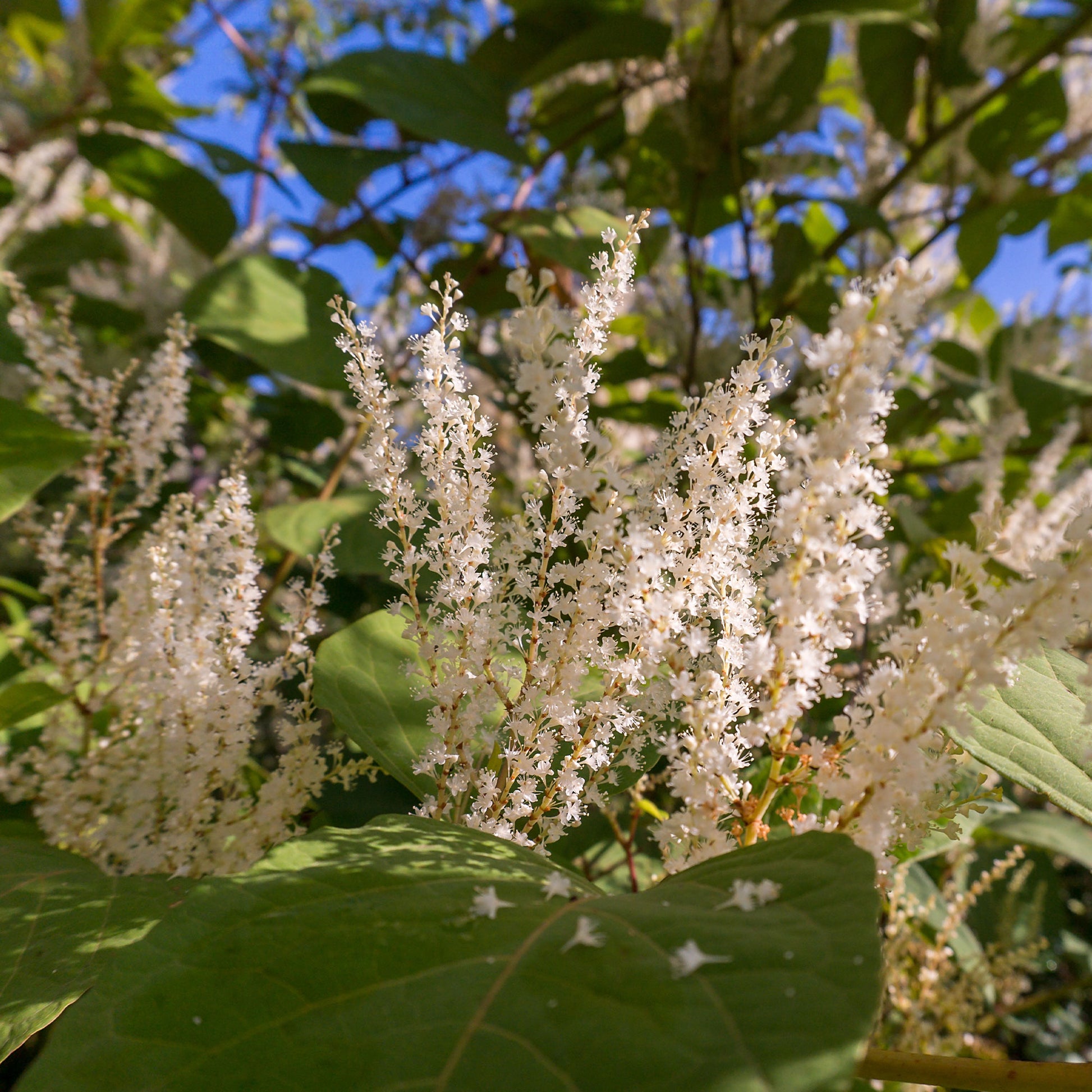 Amerikanische Rosmarinweide - Itea virginica Henry's Garnet - Bakker