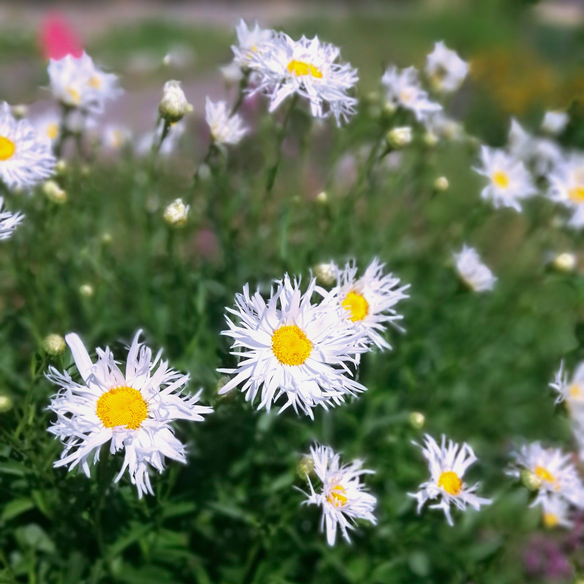 Leucanthemum x superbum old court - Margeriten Old Court (x3) - Leucanthemum - Margerite