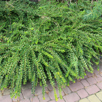 Geißblatt - Lonicera pileata - Bakker
