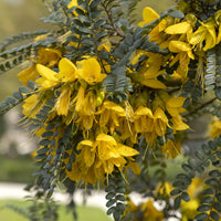 Japanischer Schnurbaum - Bakker