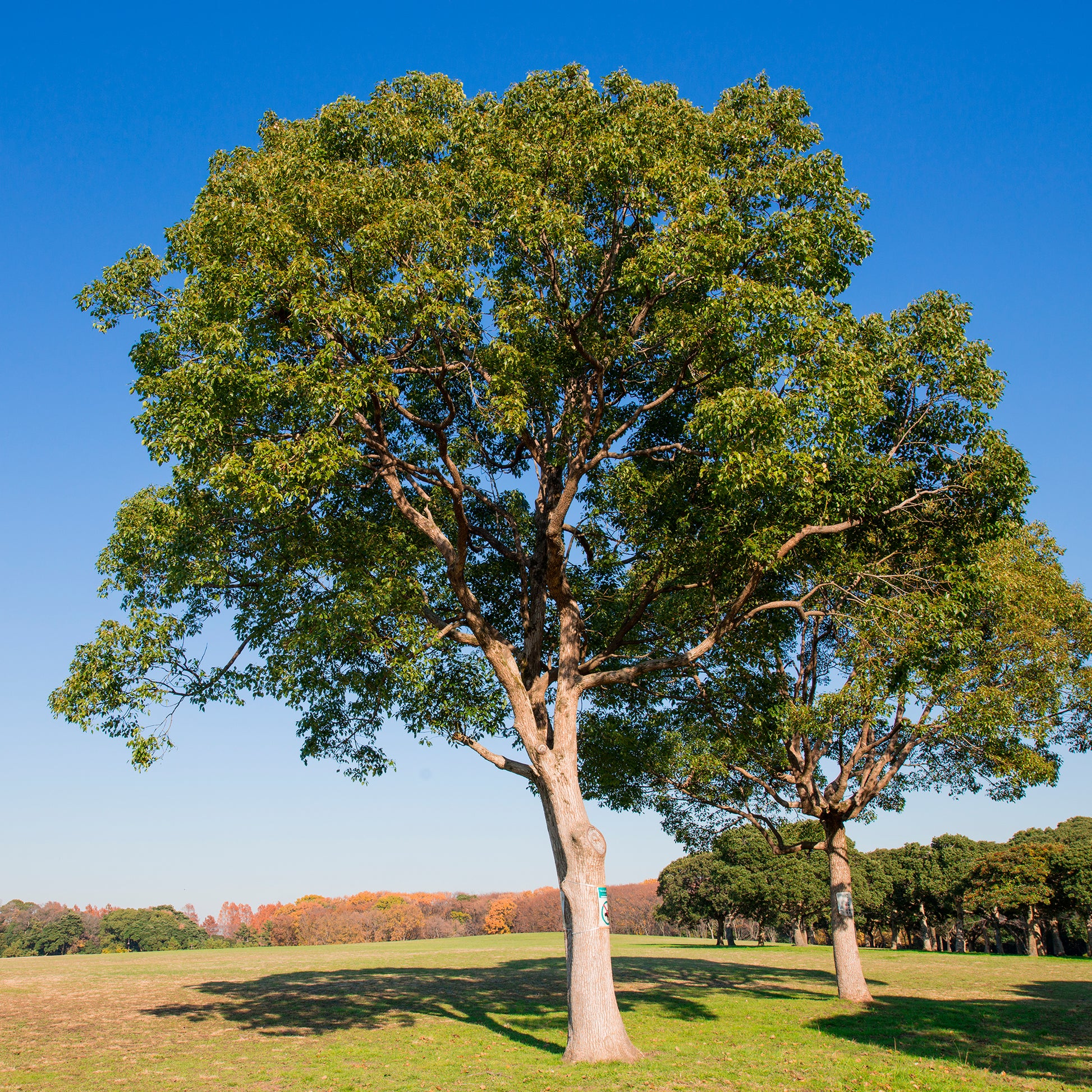 Cinnamomum camphora - Kampferbaum - Bäume