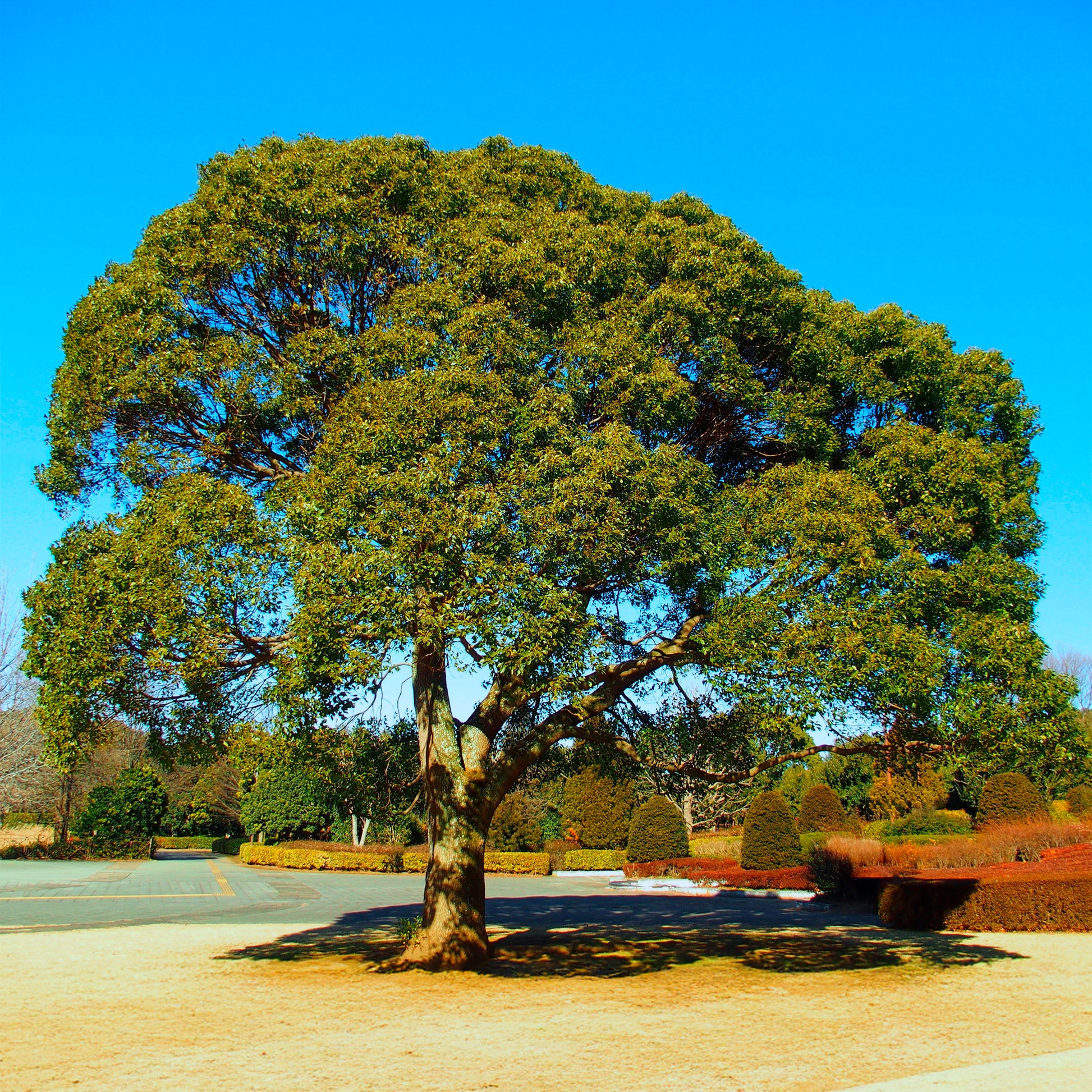 Kampferbaum - Bakker