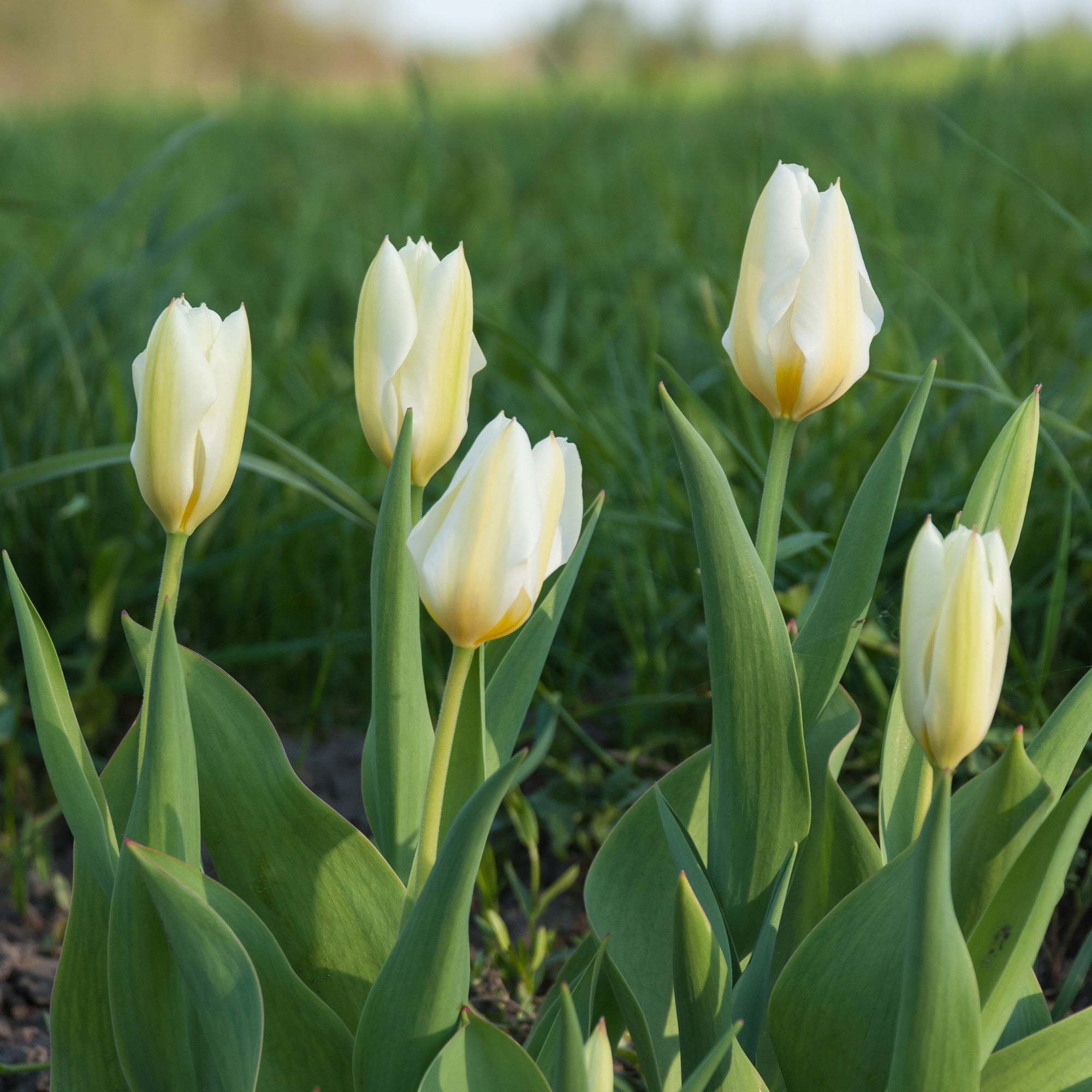 Tulpenzwiebeln „Purissima“ – 10 Stück, Weiß Blühend, Winterhart