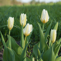 Fosteriana-Tulpen Purissima - Tulpen-Zwiebeln - Bakker