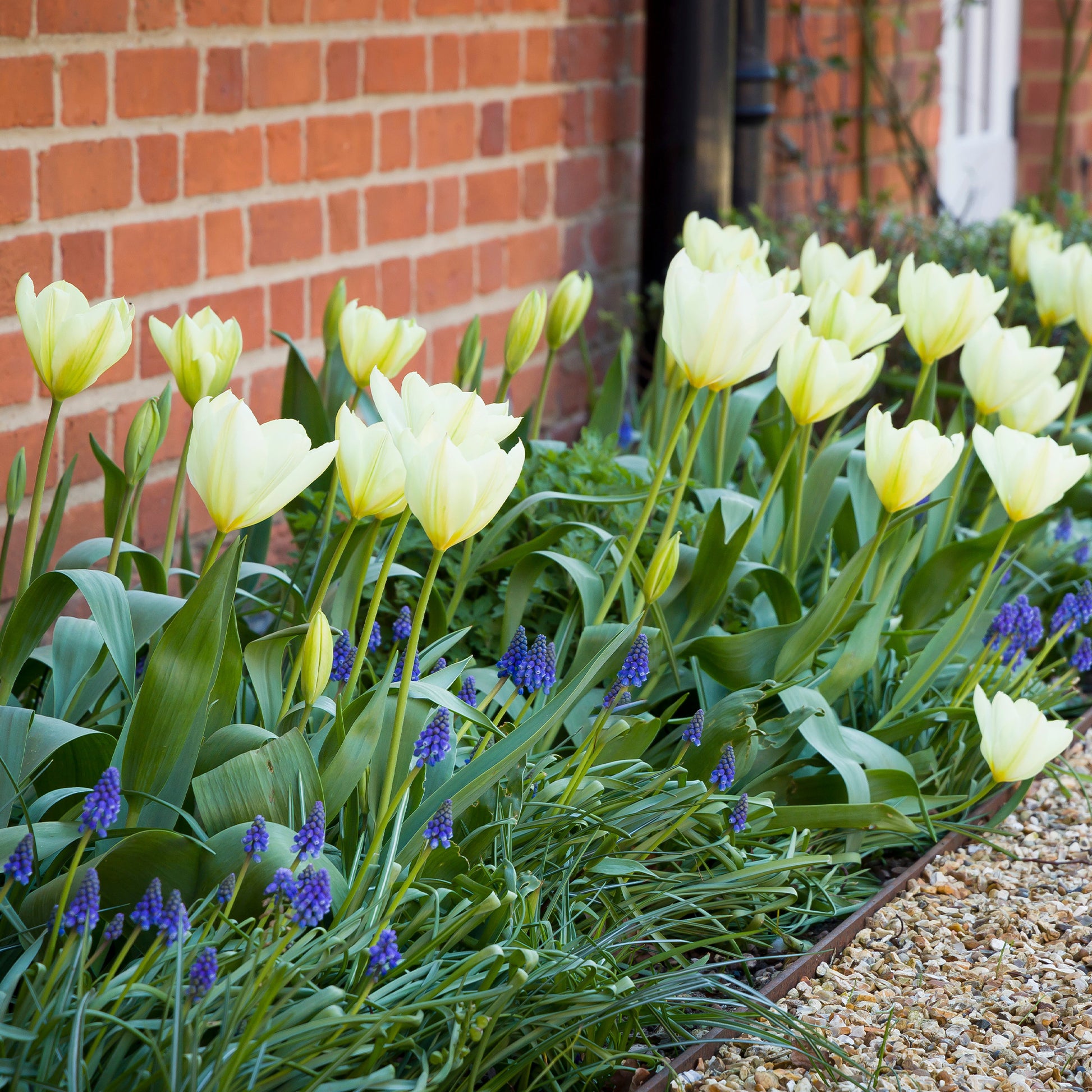 Tulipa 'purissima' - Fosteriana-Tulpen Purissima - Tulpen-Zwiebeln