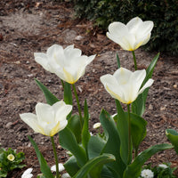 Verkauf Fosteriana-Tulpen Purissima - Tulipa 'purissima'