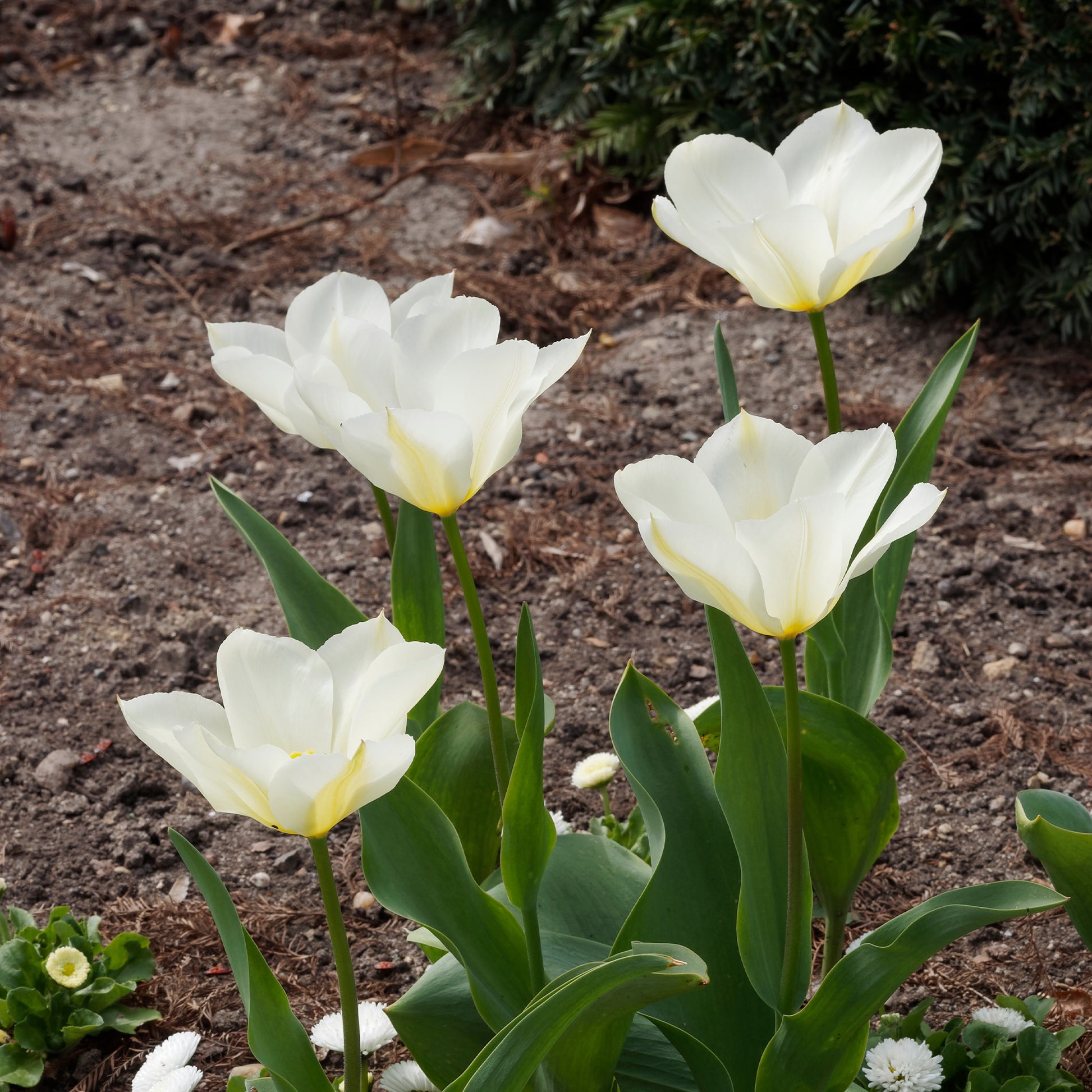 Verkauf Fosteriana-Tulpen Purissima - Tulipa 'purissima'