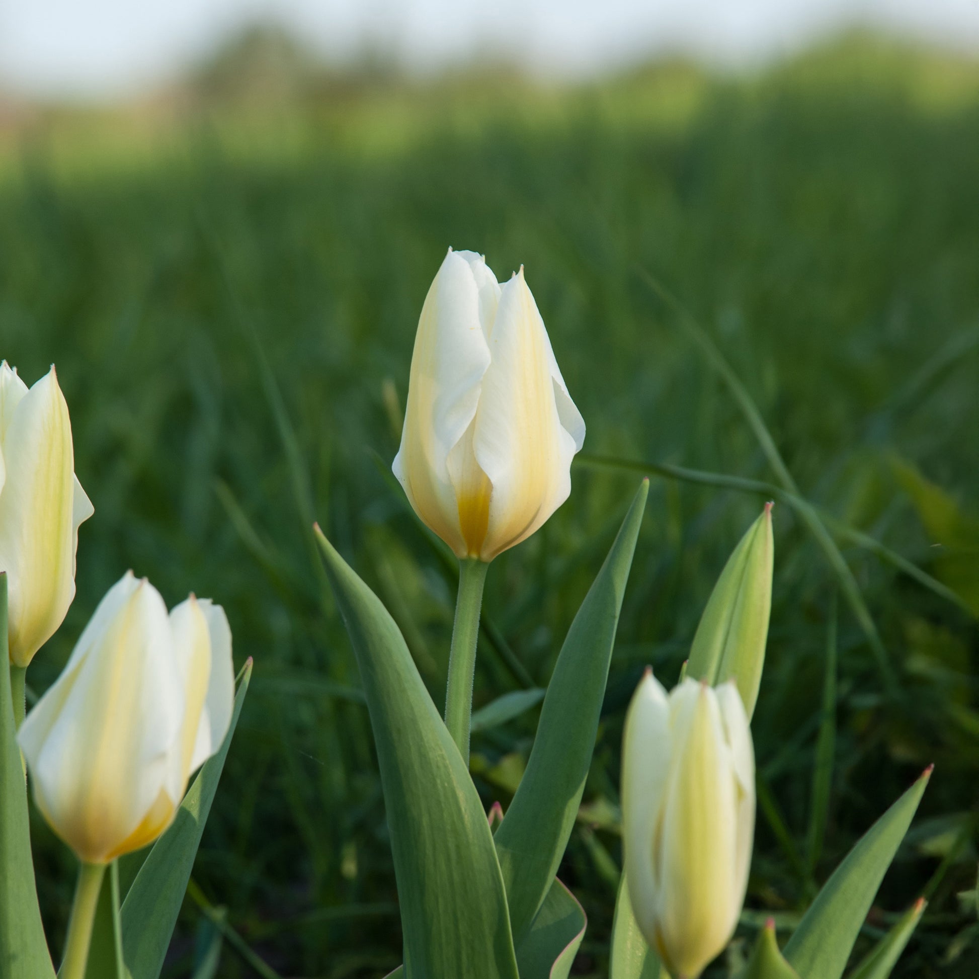 Fosteriana-Tulpen Purissima - Tulipa 'purissima' - Bakker