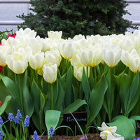 Verkauf Fosteriana-Tulpen Purissima