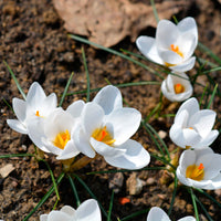 Krokusse Ard Schenk - Crocus Ard Schenk - Bakker