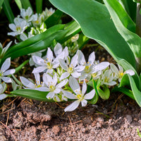 Verkauf Krokusse Ard Schenk