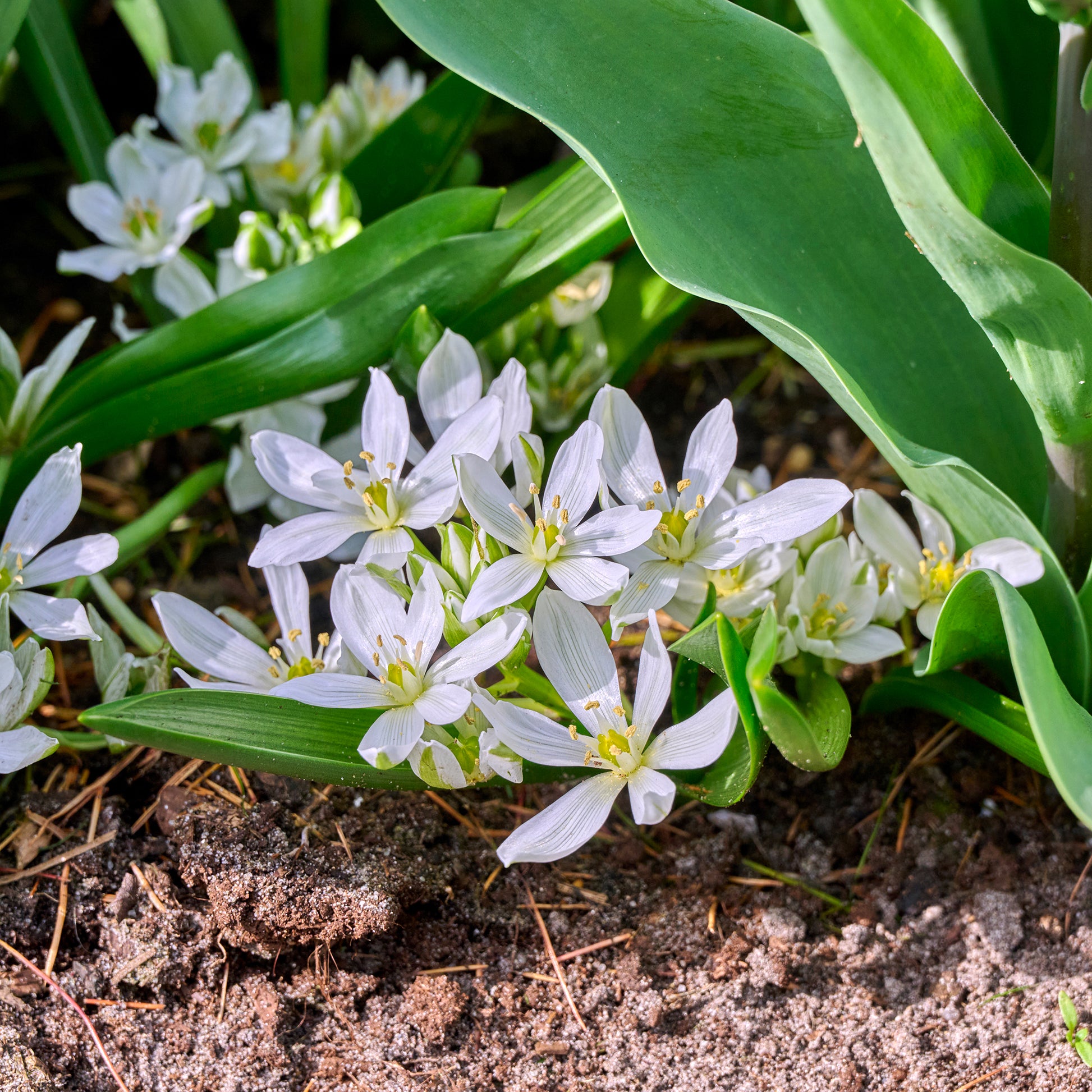 Verkauf Krokusse Ard Schenk