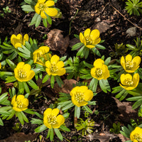 Schneerosen - Eranthis hyemalis - Bakker