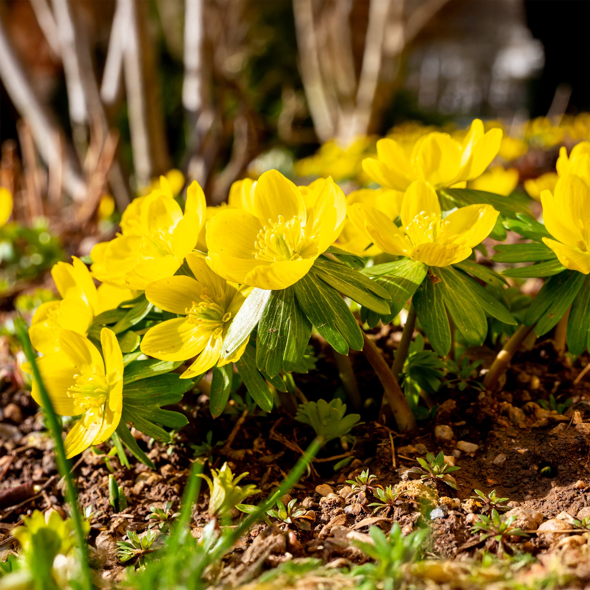 Schneerosen - Bakker