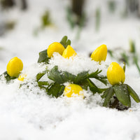 Eranthis hyemalis - Schneerosen - Stauden