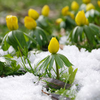 Stauden - Schneerosen - Eranthis hyemalis
