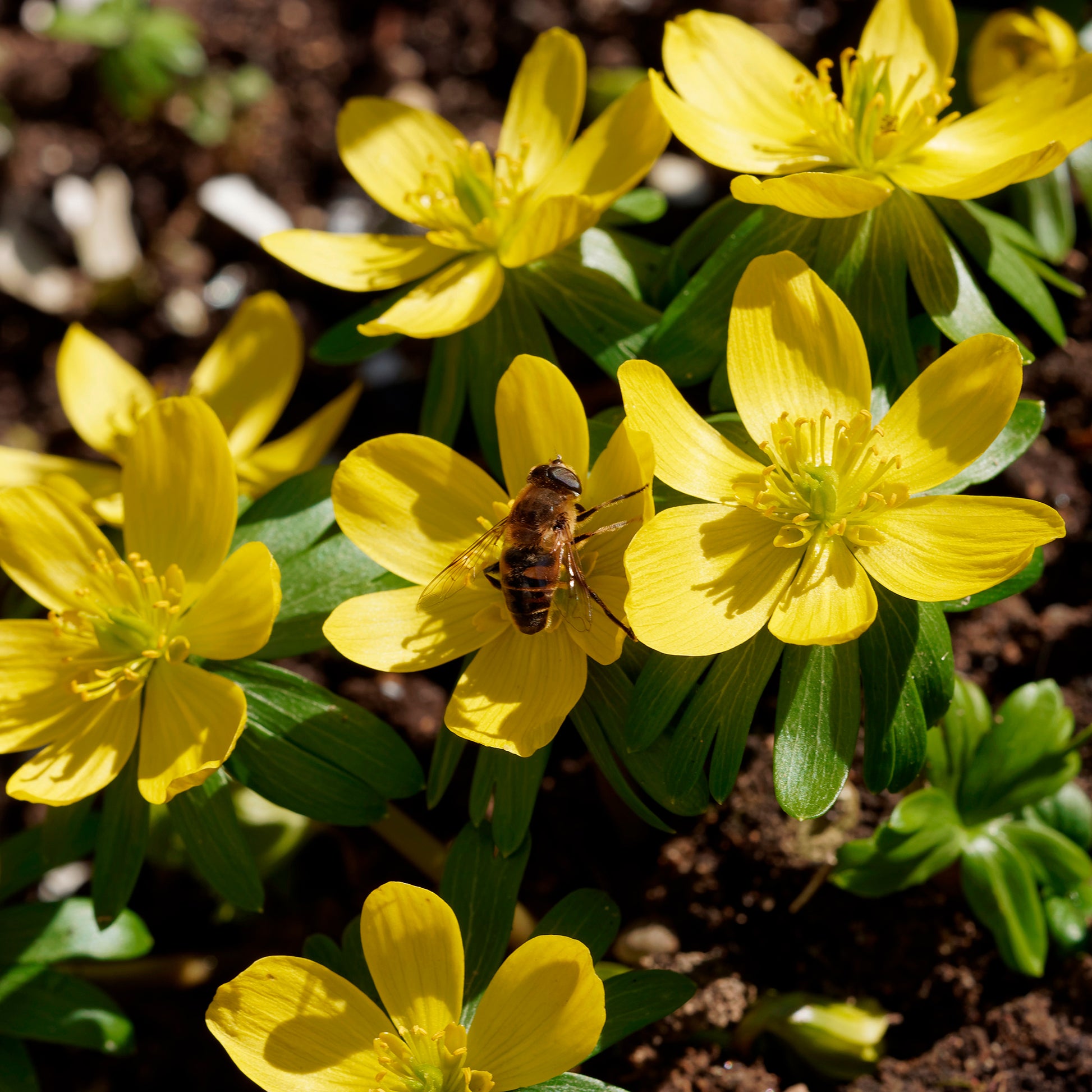 Verkauf Schneerosen - Eranthis hyemalis