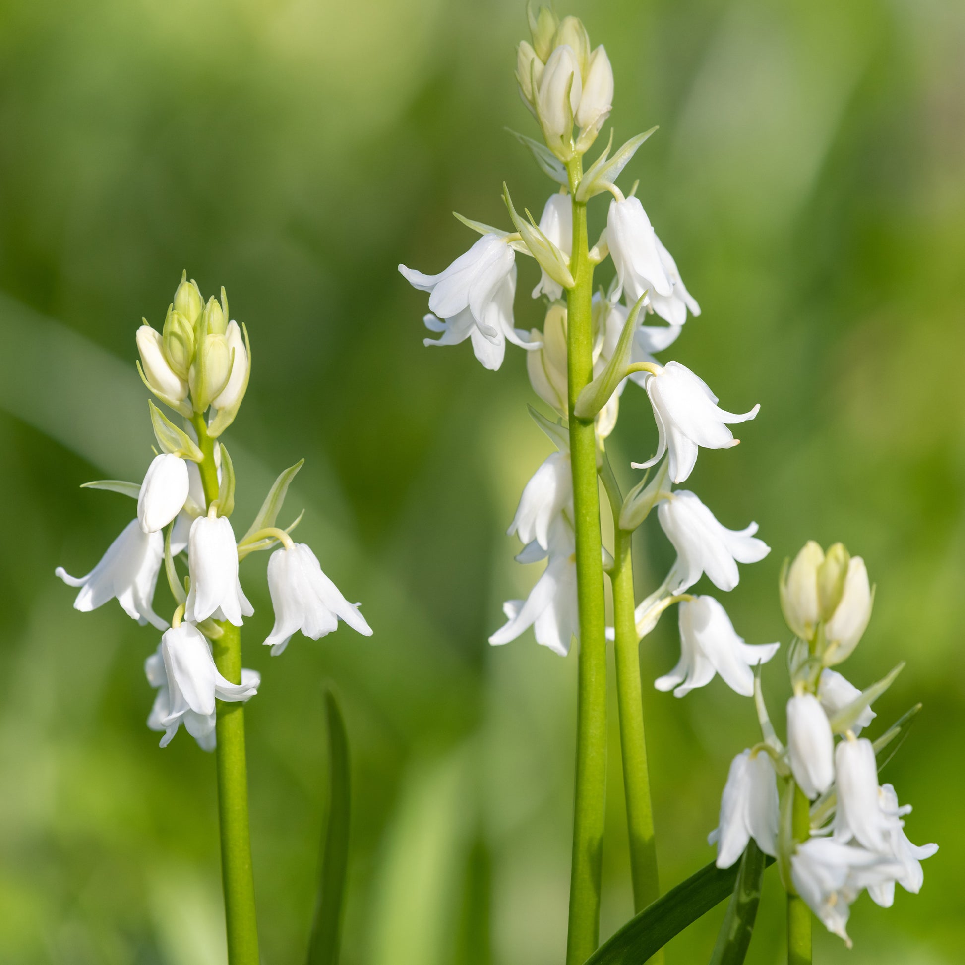 Spanische Hyazinthen (weißblühend) - Hyacinthoides 'hispanica white' - Bakker