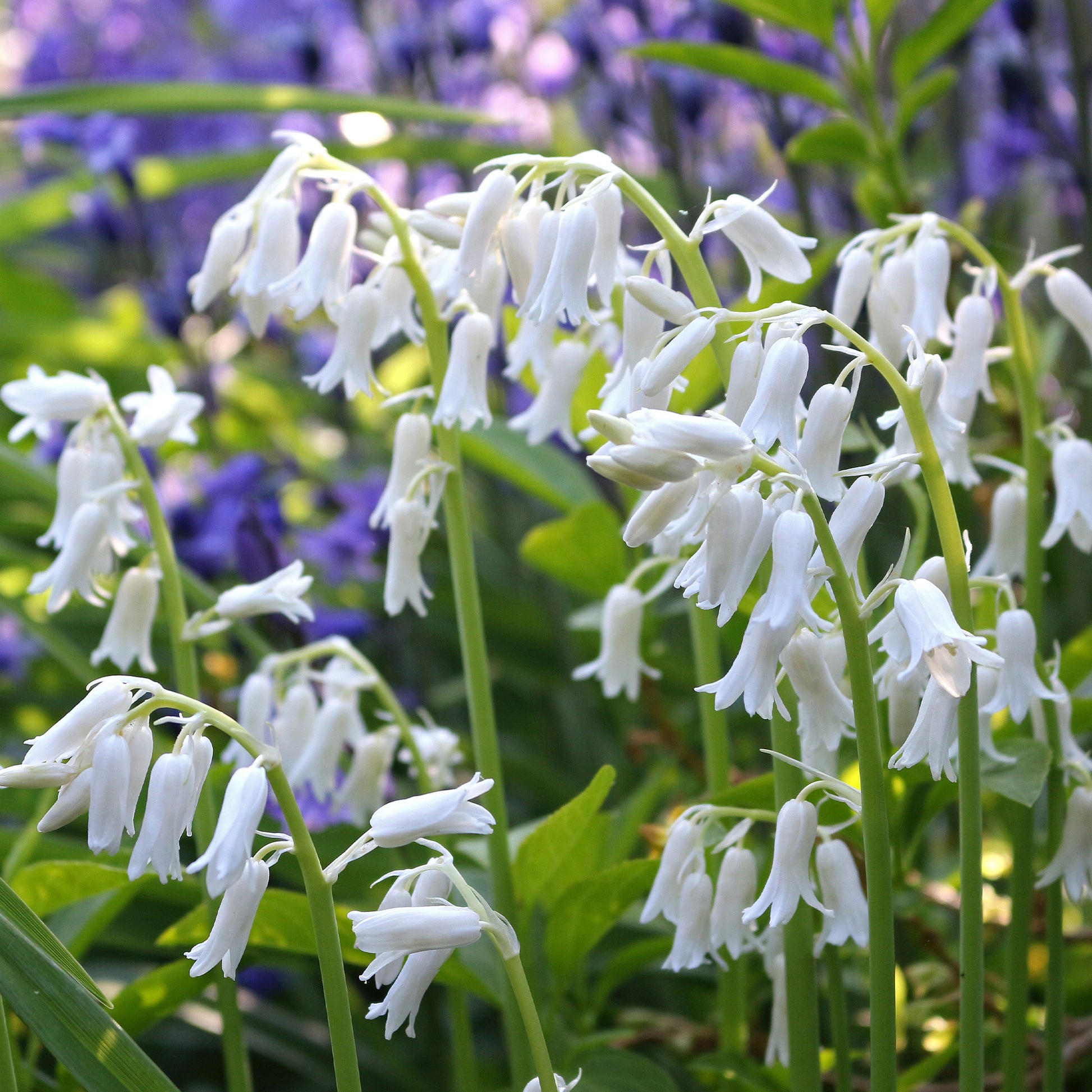 Hyacinthoides 'hispanica white' - Spanische Hyazinthen (weißblühend) - Hyazinthen-Zwiebeln